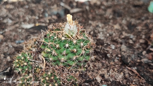 Frailea schilinzkyana