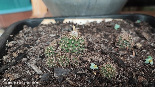 Frailea schilinzkyana