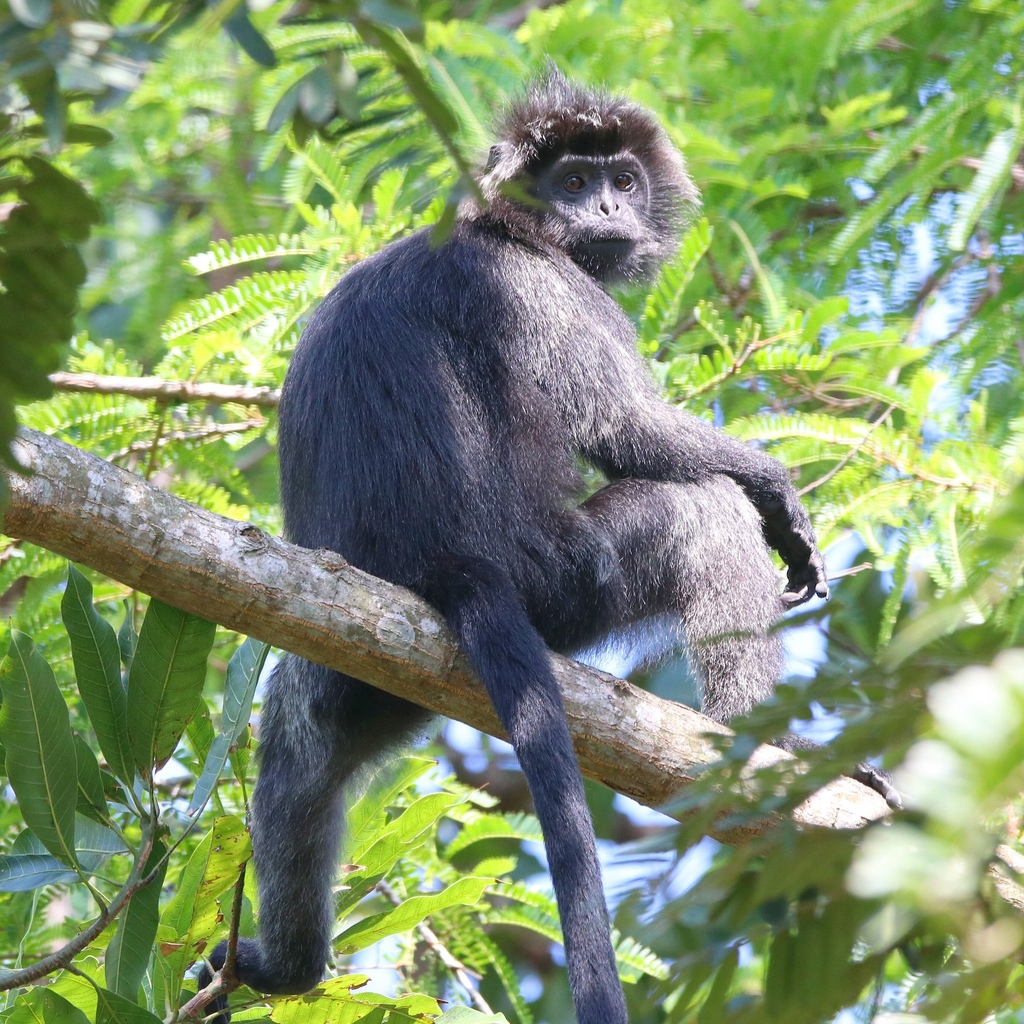 Javan Lutung