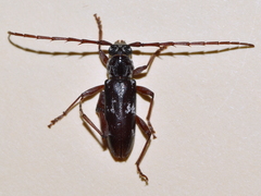 Elaphidion mimeticum