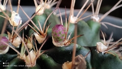 Gymnocalycium anisitsii