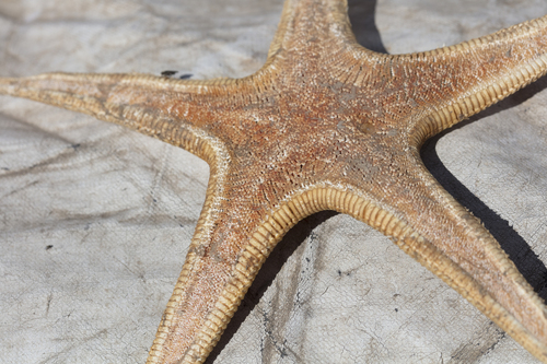 Tethyaster subinermis