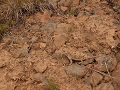 Phrynosoma douglasii