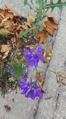 Delphinium consolida
