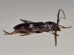 Elaphidion mimeticum
