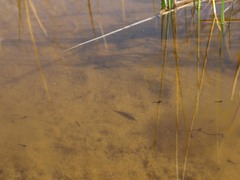 Cyprinodon macularius