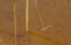 Cyprinodon macularius