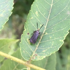 Dichomeris nonstrigella