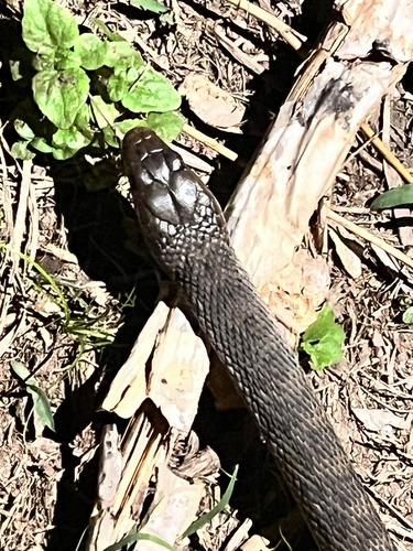 Rough-scaled Snake sighting