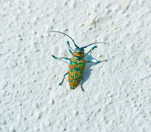 Jewel Longhorn Beetle