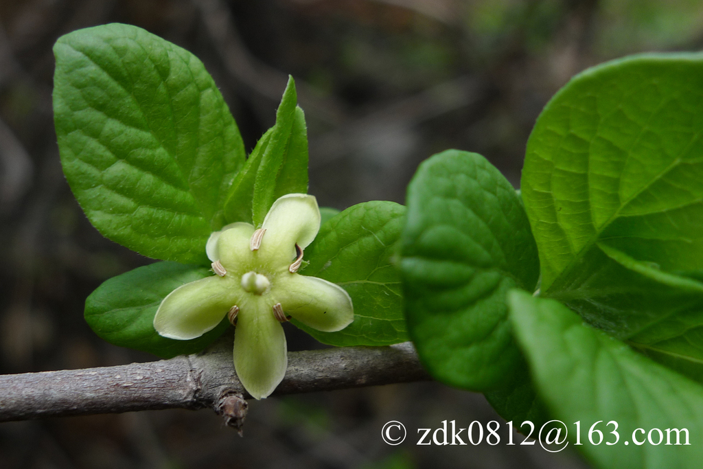 Himalrandia lichiangensis
