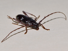 Elaphidion mimeticum