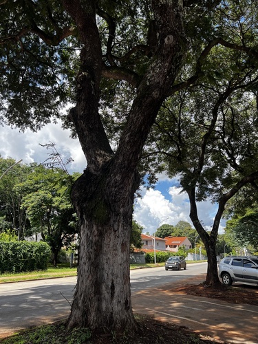 Foto de Sibipiruna