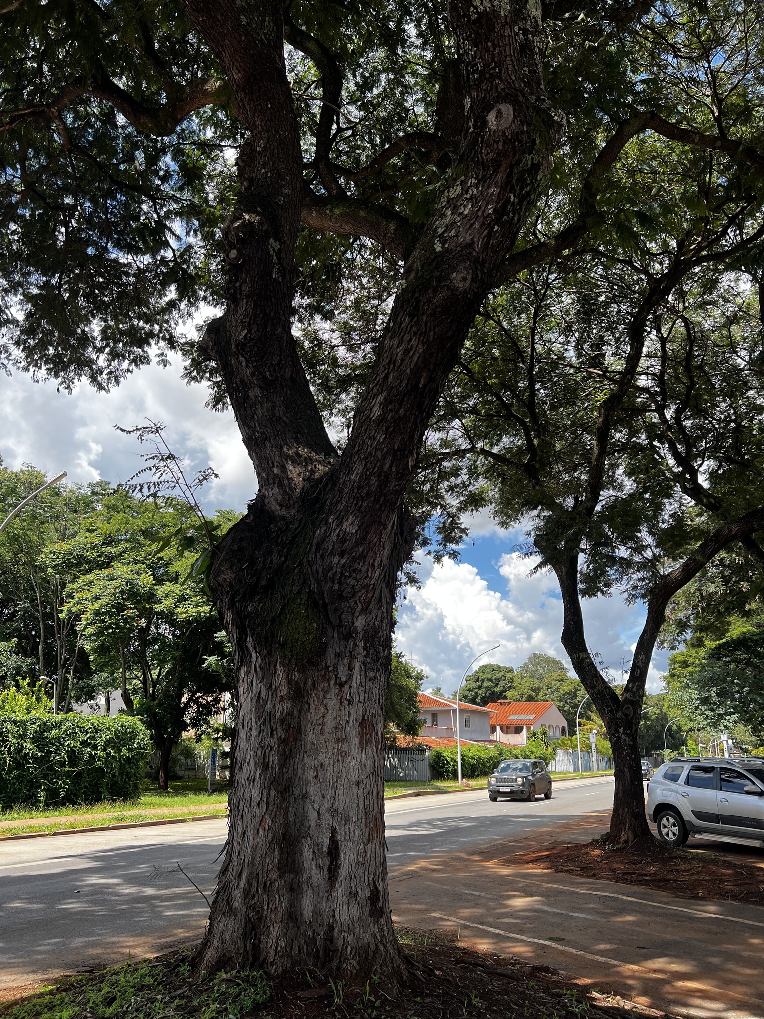 Imagem de Sibipiruna