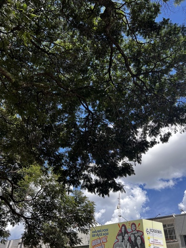 Foto de Sibipiruna