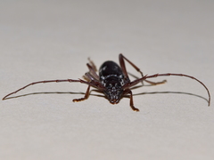 Elaphidion mimeticum