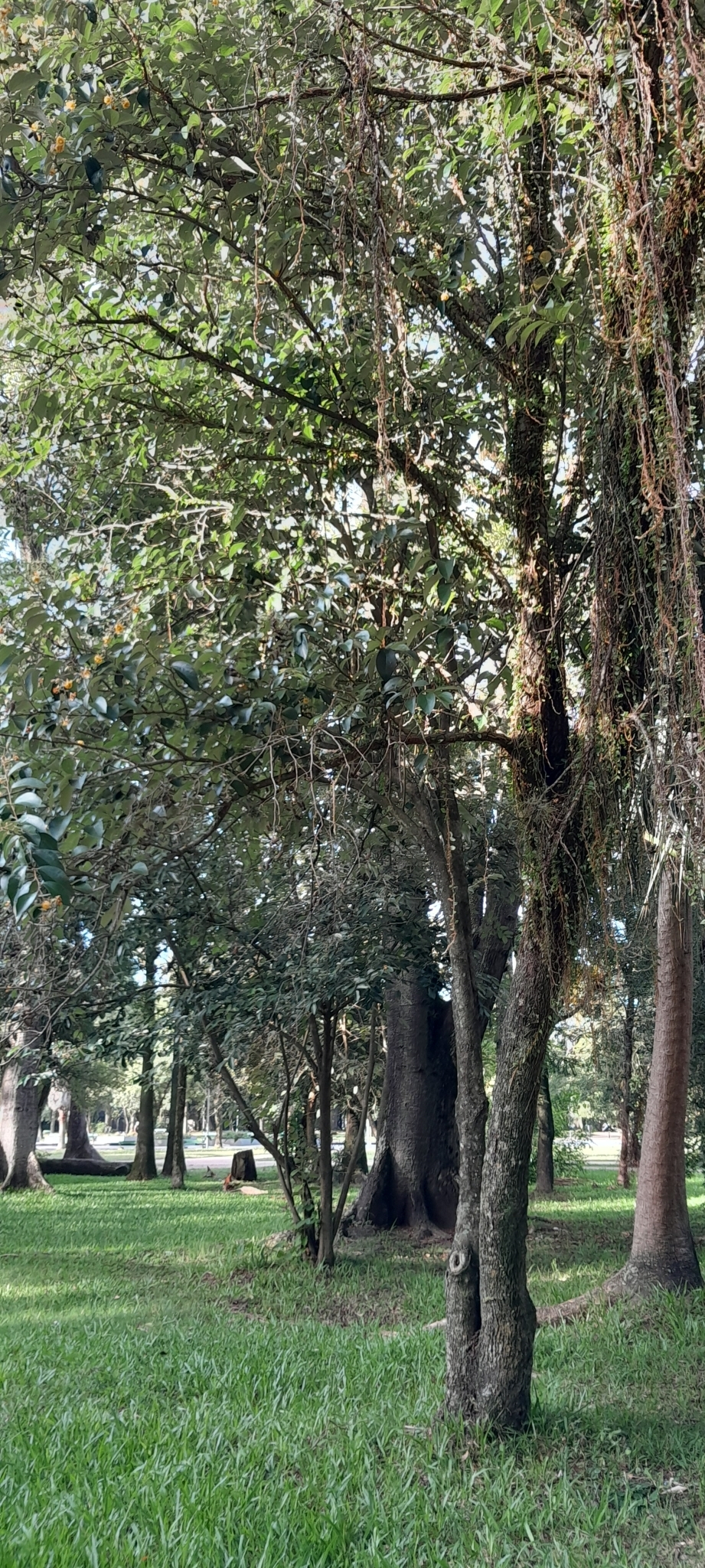 Imagem de Açoita-cavalo