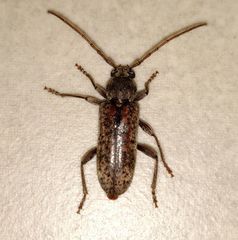 Trichoferus griseus