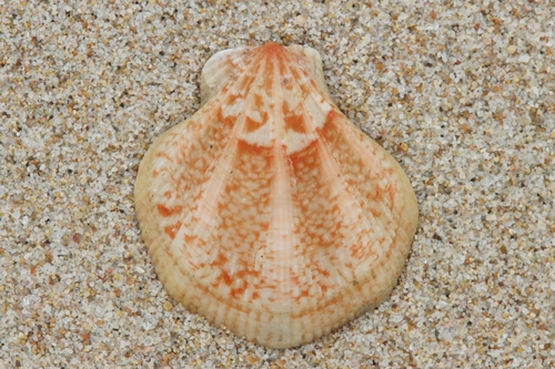 Pseudamussium clavatum, 2025-01-27