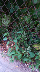 Chenopodiastrum hybridum