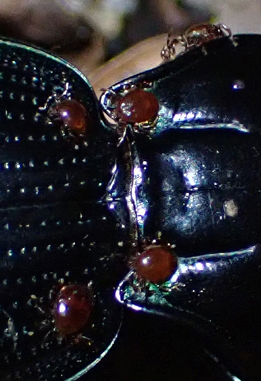 Promegistus Womersley, 1958