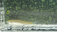 Squaliobarbus curriculus