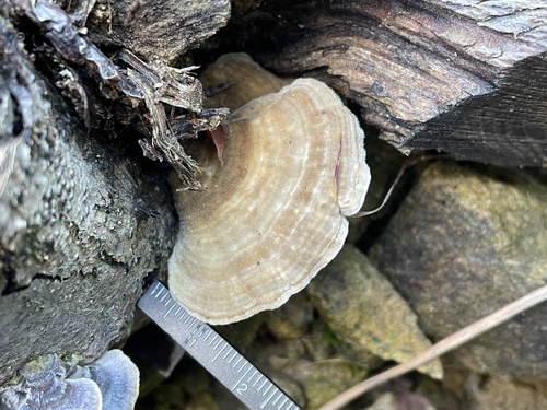 Trametes betulina