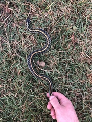 Thamnophis sirtalis annectens