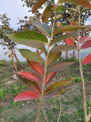 Foto de Resedá-flor-da-rainha