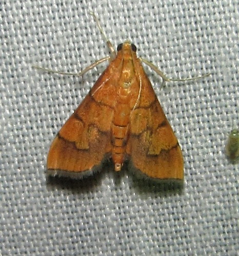 Orphanostigma abruptalis