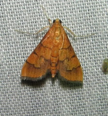 Orphanostigma abruptalis