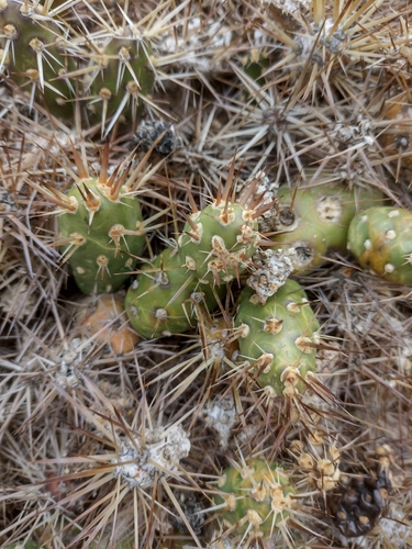 Maihueniopsis darwinii