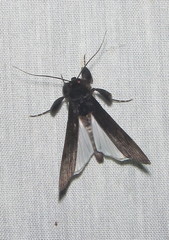 Audea bipunctata