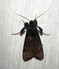 Audea bipunctata