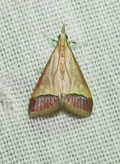 Pseudonoorda rubricostalis