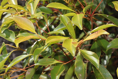 Syzygium frutescens observed 2024-12-18