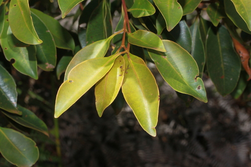 Syzygium frutescens in life