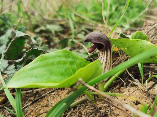 Representative image of Arisarum simorrhinum