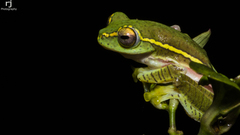 Rhacophorus lateralis