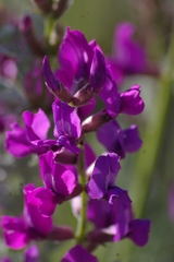 Oxytropis lambertii