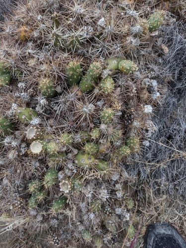Maihueniopsis darwinii