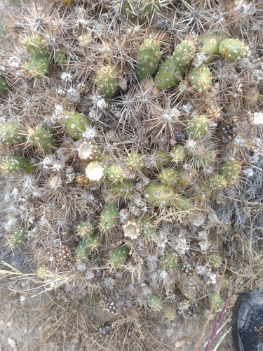 Maihueniopsis darwinii
