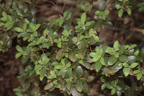 Cryptocarya leptospermoides observed 2024-12-19