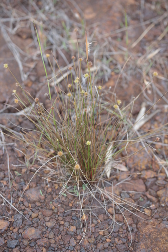 Actinoschoenus aphyllus observed 2024-12-19