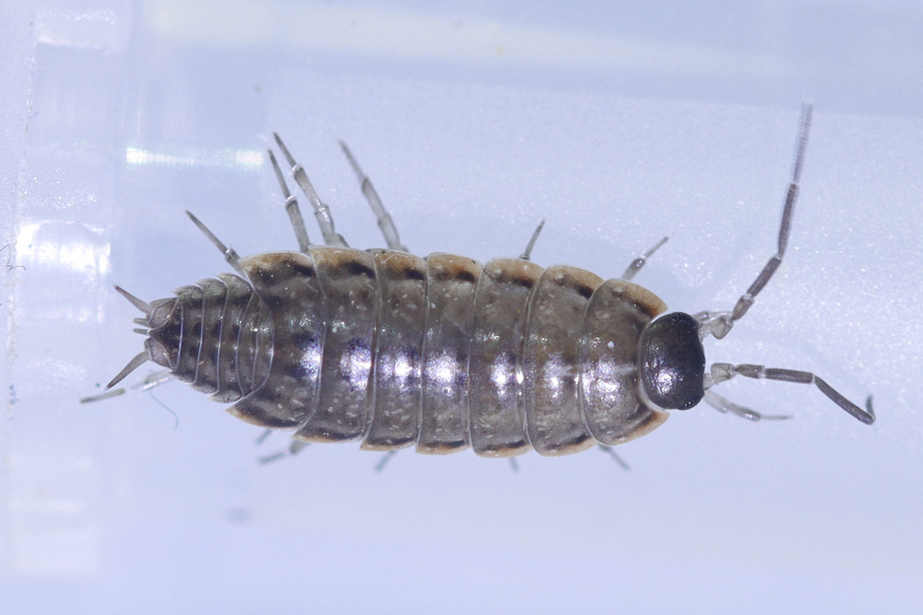 Soteriscus