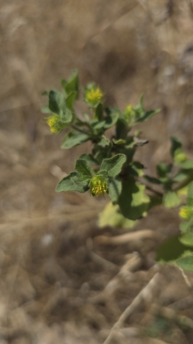 Image of Acanthospermum hispidum by (c) Petra Holland, some rights reserved (CC BY)