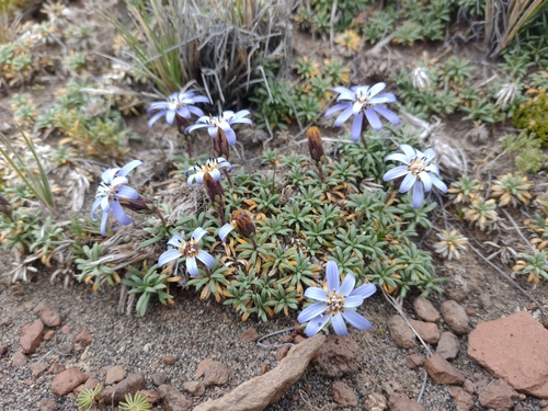 Image of Perezia recurvata by (c) Ezequiel Racker, some rights reserved (CC BY)