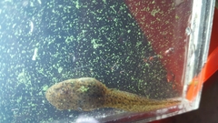 Lithobates catesbeianus