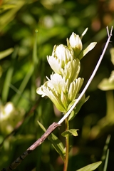 Castilleja occidentalis