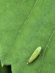 Graphocephala versuta